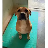 Foto dell\'animale cane - Matr. 2021/0653 - Microchip 380260044516549