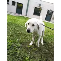 Foto dell\'animale cane - Matr. 2021/0654 - Microchip 380260044516184