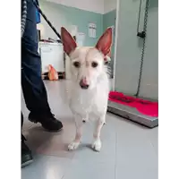 Foto dell\'animale cane - Matr. 2021/0655 - Microchip 380260044516186