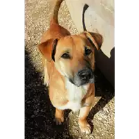 Foto dell\'animale cane - Matr. 2021/0657 - Microchip 380260044516546