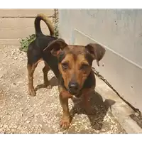 Foto dell\'animale cane - Matr. 2021/0659 - Microchip 380260002808322
