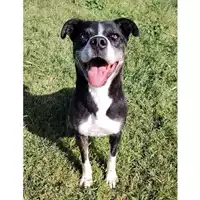Foto dell\'animale cane - Matr. 2021/0551 - Microchip 380260101329357