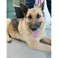 Foto dell\'animale cane - Matr. 2021/0660 - Microchip 380260044516457
