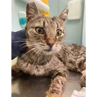 Foto dell\'animale gatto - Matr. 2021/0662 - Microchip 380260044280606