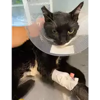 Foto dell\'animale gatto - Matr. 2021/0667 - Microchip 380260042905824