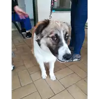 Foto dell\'animale cane - Matr. 2021/0670 - Microchip 380260160030838