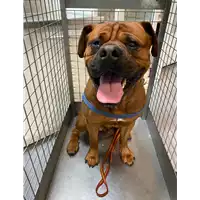 Foto dell\'animale cane - Matr. 2021/0668 - Microchip 941000024511111