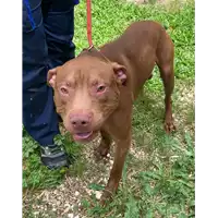 Foto dell\'animale cane - Matr. 2021/0669 - Microchip 380260044516505