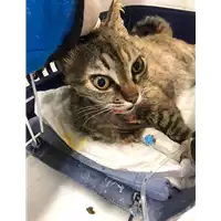 Foto dell\'animale gatto - Matr. 2021/0671 - Microchip 380260044280756