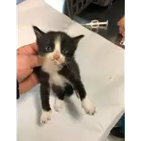 Foto dell\'animale gatto - Matr. 2021/0672 - Microchip 380260044552049