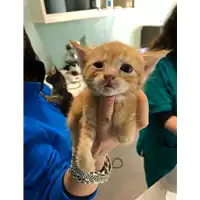 Foto dell\'animale gatto - Matr. 2021/0673 - Microchip 380260044551885