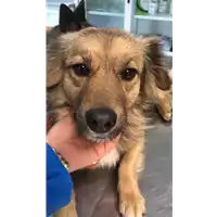 Foto dell\'animale cane - Matr. 2021/0676 - Microchip 380260044551744