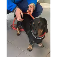 Foto dell\'animale cane - Matr. 2021/0678 - Microchip 380260042837742