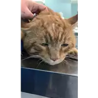 Foto dell\'animale gatto - Matr. 2021/0679 - Microchip 380260044551851