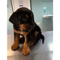 Foto dell\'animale cane - Matr. 2021/0677 - Microchip 380260044551134