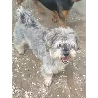 Foto dell\'animale cane - Matr. 2021/0680 - Microchip 380260044551504