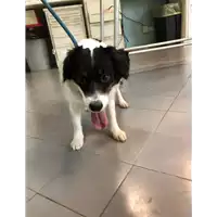 Foto dell\'animale cane - Matr. 2021/0682 - Microchip 380260101066158
