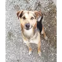 Foto dell\'animale cane - Matr. 2021/0685 - Microchip 380260044542149