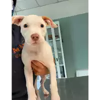 Foto dell\'animale cane - Matr. 2021/0686 - Microchip 380260044551155