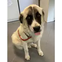 Foto dell\'animale cane - Matr. 2021/0688 - Microchip 380260044551443