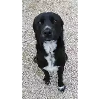 Foto dell\'animale cane - Matr. 2020/1850 - Microchip 380260044476341