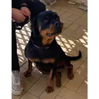 Foto dell\'animale cane - Matr. 2020/1876 - Microchip 380260080396229