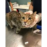 Foto dell\'animale gatto - Matr. 2021/0691 - Microchip 380260044542115