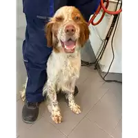 Foto dell\'animale cane - Matr. 2021/0692 - Microchip 380260004135547