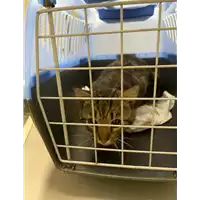 Foto dell\'animale gatto - Matr. 2021/0694 - Microchip 380260044516388