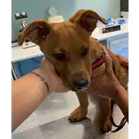 Foto dell\'animale cane - Matr. 2021/0200 - Microchip 380260044476729