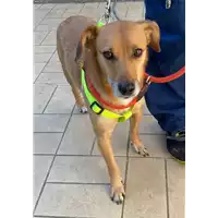Foto dell\'animale cane - Matr. 2021/0695 - Microchip 380260004922772