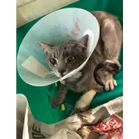 Foto dell\'animale gatto - Matr. 2021/0702 - Microchip 380260044541933