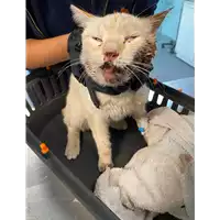 Foto dell\'animale gatto - Matr. 2021/0699 - Microchip 380260044541205