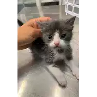Foto dell\'animale gatto - Matr. 2021/0703 - Microchip 380260044516470