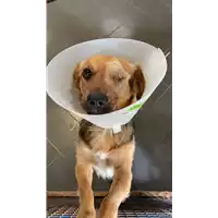 Foto dell\'animale cane - Matr. 2021/0705 - Microchip 380260044542107