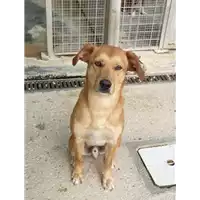 Foto dell\'animale cane - Matr. 2021/0707 - Microchip 380260004355029