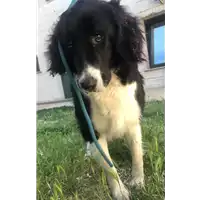 Foto dell\'animale cane - Matr. 2021/0709 - Microchip 380260004305634