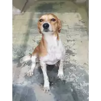 Foto dell\'animale cane - Matr. 2021/0715 - Microchip 380260044541922