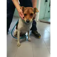 Foto dell\'animale cane - Matr. 2021/0716 - Microchip 380260101364678