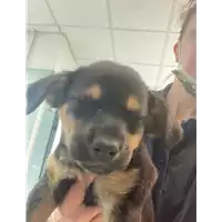 Foto dell\'animale cane - Matr. 2021/0717 - Microchip 380260044541888