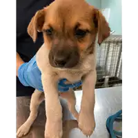 Foto dell\'animale cane - Matr. 2021/0718 - Microchip 380260044541539