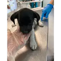 Foto dell\'animale cane - Matr. 2021/0719 - Microchip 380260044544896