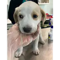 Foto dell\'animale cane - Matr. 2021/0720 - Microchip 380260044541172
