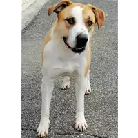 Foto dell\'animale cane - Matr. 2021/0721 - Microchip 380260101659351