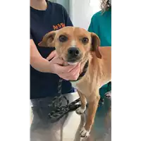 Foto dell\'animale cane - Matr. 2021/0722 - Microchip 380260044280614