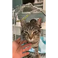 Foto dell\'animale gatto - Matr. 2021/0723 - Microchip 380260044542017
