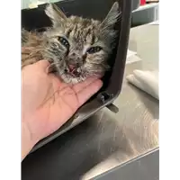 Foto dell\'animale gatto - Matr. 2021/0724 - Microchip 380260044551454