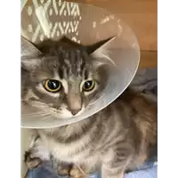 Foto dell\'animale gatto - Matr. 2021/0725 - Microchip 380260044552000