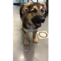 Foto dell\'animale cane - Matr. 2021/0729 - Microchip 380260044551818