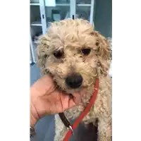 Foto dell\'animale cane - Matr. 2021/0730 - Microchip 380260044552054
